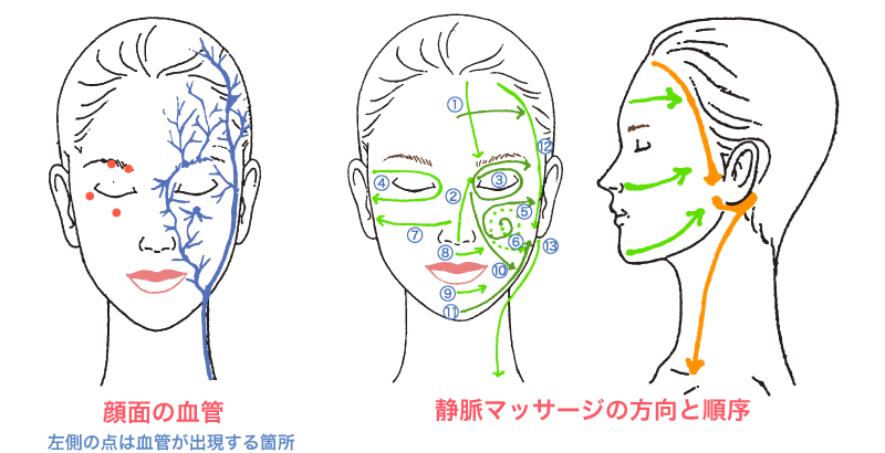 静脈マッサージの方法：顔面の血管と静脈マッサージの方向と順序